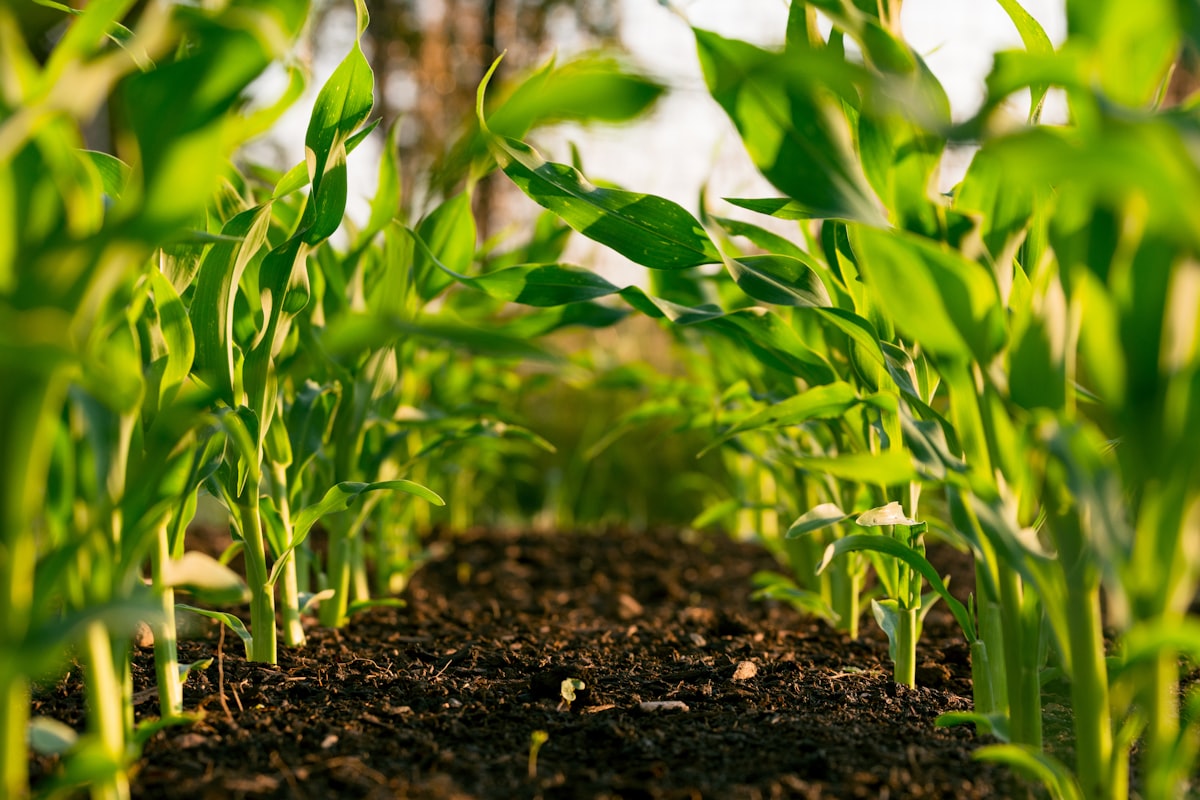 Agricultural field suitable for solar pumping
